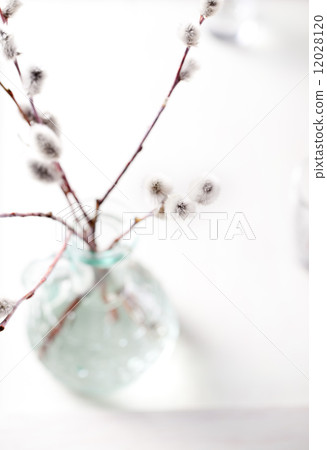 Willow branches. Easter background. 12028120