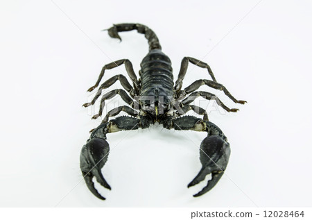 scorpion scorpion 12028464