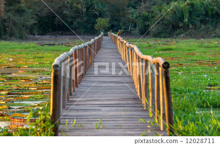 Brazilian Panantal, Victoria Regia plant and wooden footbridge 12028711