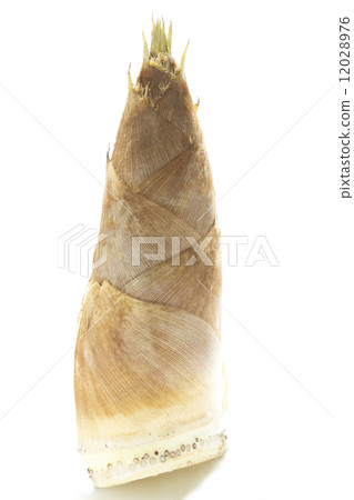 Bamboo shoot Bamboo shoot 12028976