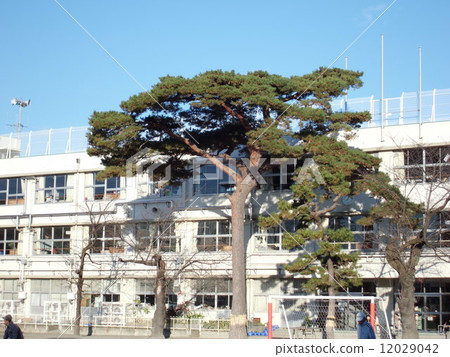 學校和大樹 12029042