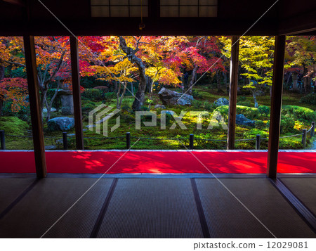 Autumn leaves of Temple of Japan 12029081