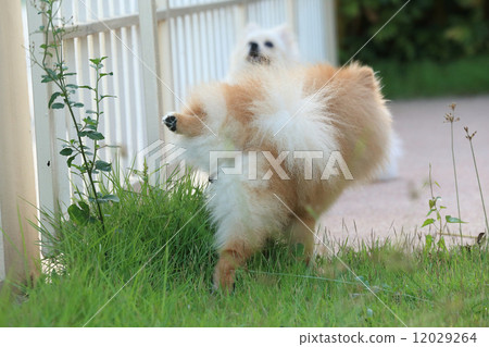 cute pet, pomeranian dog peeing on grass in the garden 12029264