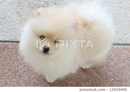 White pomeranian puppy dog White pomeranian puppy dog 12029400