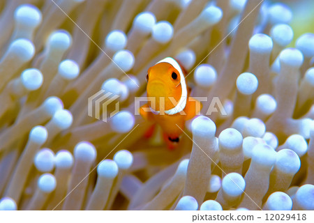 Clown anemonefish 12029418