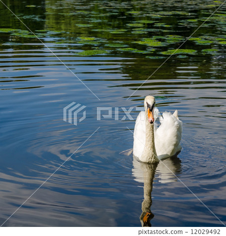 Graceful white swan swimming on water 12029492