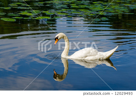 Graceful white swan swimming on water 12029493