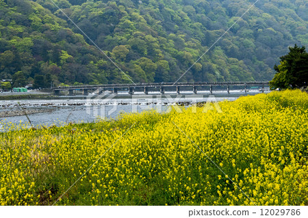 Karasawa河礦石藤 12029786