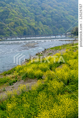 Karasawa河礦石藤 12029787