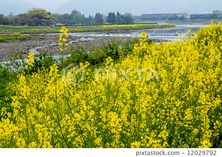 Karasawa河礦石藤 12029792