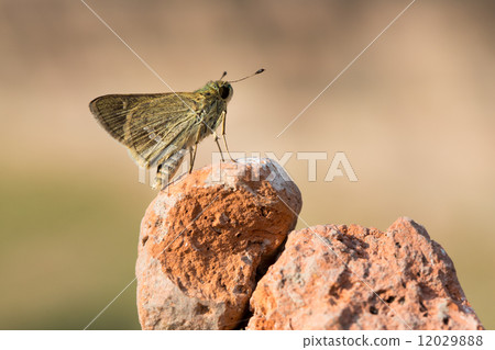 butterfly on a rock butterfly on a rock 12029888