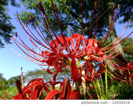 Cluster amaryllis 12030228