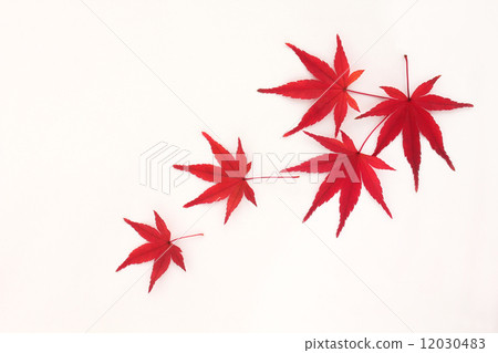 Momiji飛機白背01 12030483