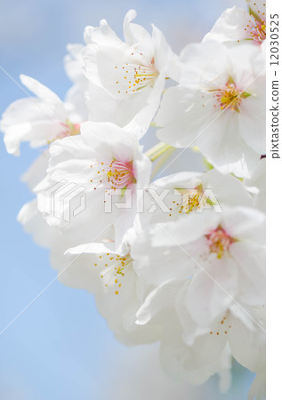 櫻花背景 櫻花背景 12030525