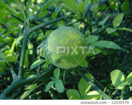 Blue fruit of Karatachi 12030579