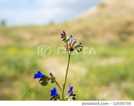 Wildflower with a ladybird on it Wildflower with a ladybird on it 12030730