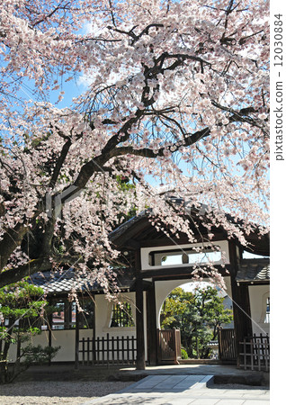Spring of Flag of Japan Spring of Flag of Japan 12030884