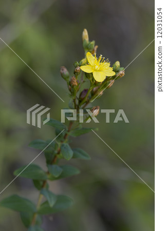 Otomoliths Otomoliths 12031054