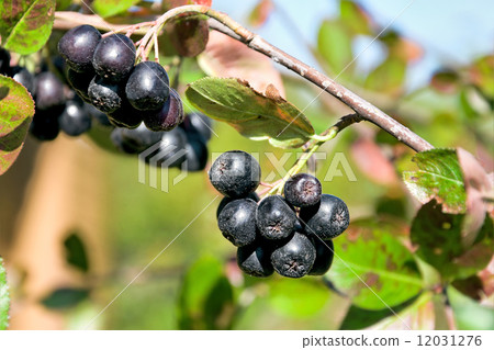 choke-berry close up. horizontal photo. 12031276
