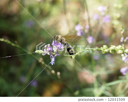 Bees and flowers Bees and flowers 12031509