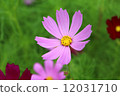 Cosmos 12031710