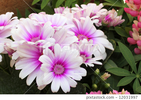 Cineraria Cineraria 12031997