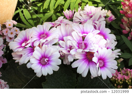 Cineraria Cineraria 12031999