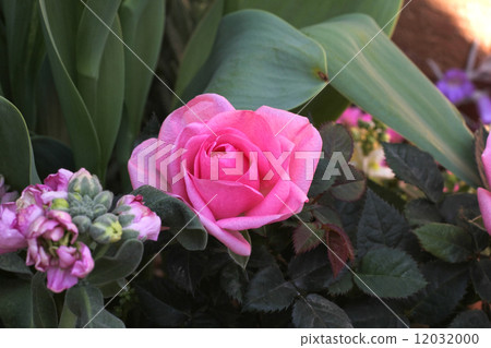 Mini rose 12032000