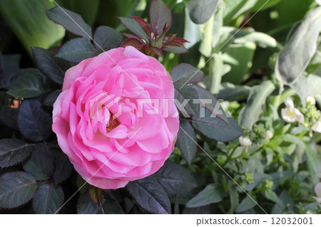 Mini rose Mini rose 12032001