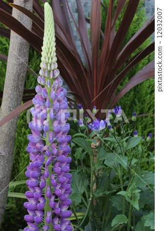 Lupine Lupine 12032007