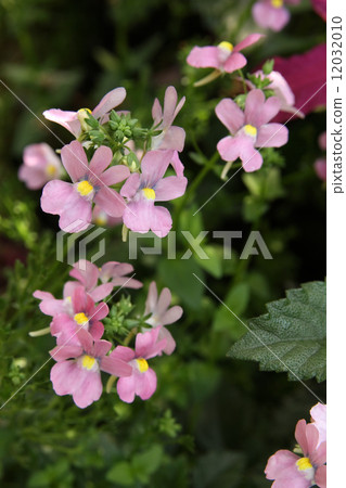 Nemesia Nemesia 12032010