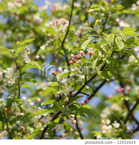 珠美海棠 珠美海棠 12032024