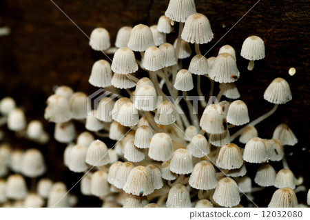 panaeolus mushroom from rainforest 12032080