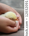 Sleeping chick 12032091