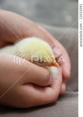 Sleeping chick 12032091