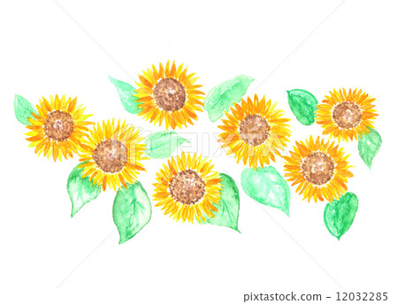 Sunflower sunflower sunflower plant summer summer summer festival flower yellow yellow cheerful green leaf flower field sunflower field water color white back summer vacation bright petals summer cute many cute multiple hope fine summer image 12032285