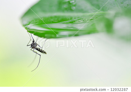 Mosquitoes to rain shelter 12032287
