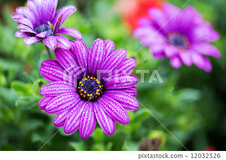 Violet flower 12032526