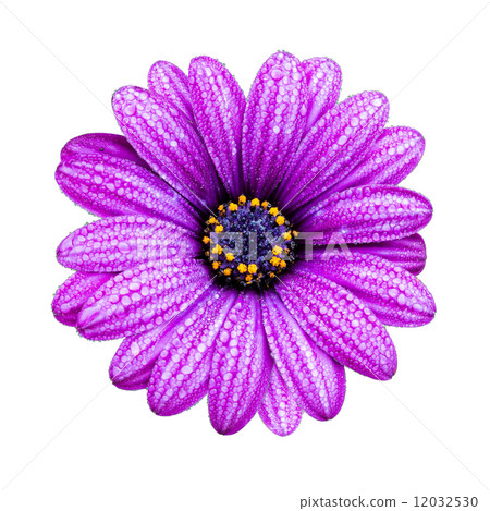 Violet flower 12032530