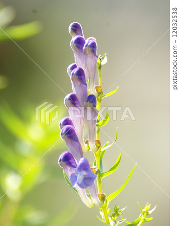 公牛的豪豬紫色 12032538