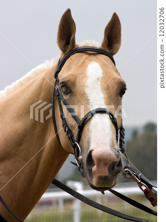 Portrait of akhal-teke horse. Portrait of akhal-teke horse. 12032706
