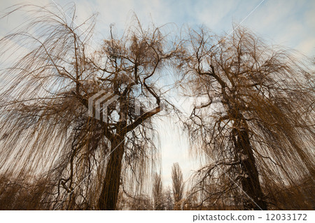 Winter landscape, trees covered in snow Winter landscape, trees covered in snow 12033172