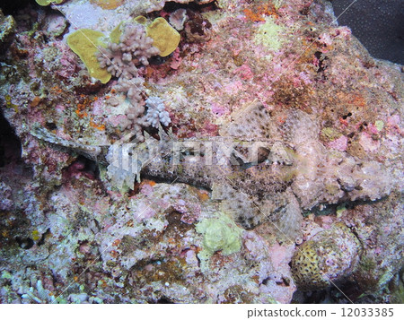 鱷魚般的魚 鱷魚般的魚 12033385