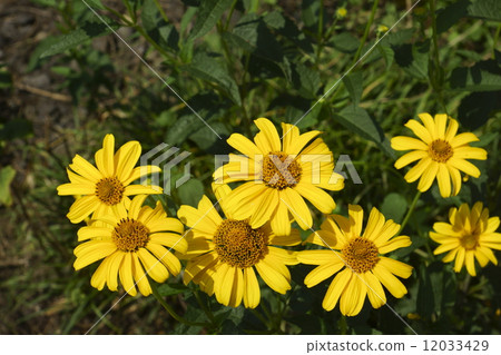 Shukon sunflower Shukon sunflower 12033429
