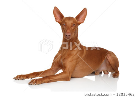 Pharaoh Hound on white 12033462