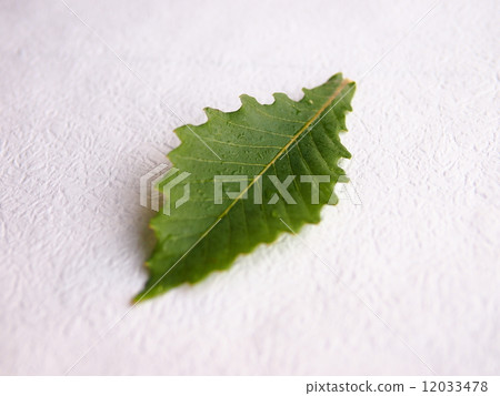 Grosseserrata 12033478