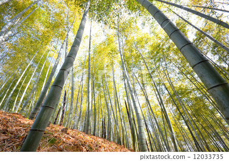 春竹林 春竹林 12033735