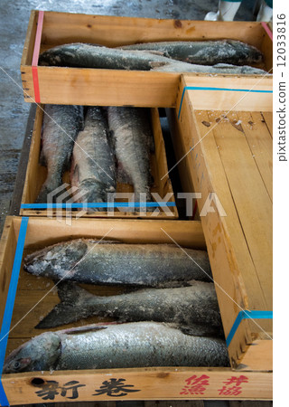 新春鮭魚2 12033816