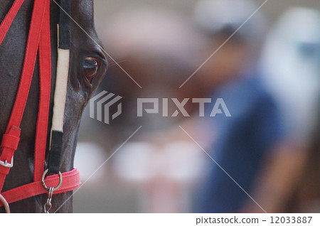 Horse's eyes 12033887