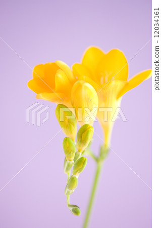 Freesia flowers Freesia flowers 12034161